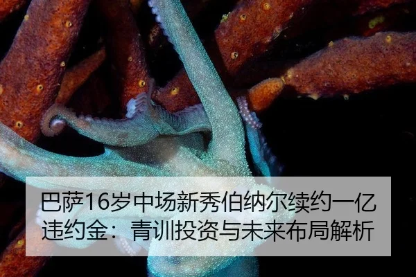 ba-sa-sui-zhong-chang-xin-xiu-bo-na-er-xu-yue-yi-yi-wei-yue-jin-qing-xun-tou-zi-yu-wei-lai-bu-ju-jie-xi-2-523.jpg